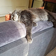 Prune a rejoint le concours — aidez-le/la à gagner de superbes lots ! cat, couch, ears, fluffy, fur, gray_cat, home, indoors, living_room, long_hair, lying_down, mirror, paw, pet, relaxed, sleeping, sofa, sunlight, television, whiskers