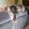 cat, couch, ears, fluffy, fur, gray_cat, home, indoors, living_room, long_hair, lying_down, mirror, paw, pet, relaxed, sleeping, sofa, sunlight, television, whiskers
