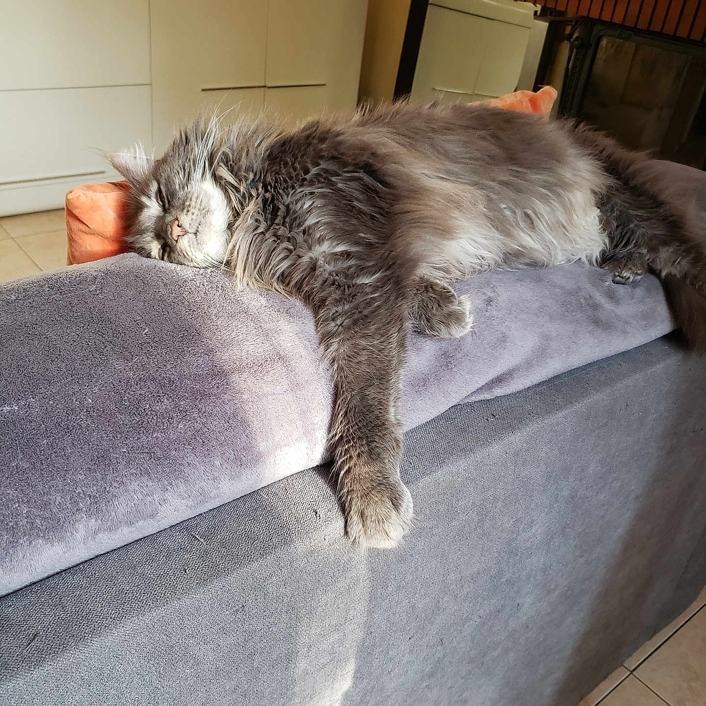 Prune a rejoint le concours — aidez-le/la à gagner de superbes lots ! cat, couch, ears, fluffy, fur, gray_cat, home, indoors, living_room, long_hair, lying_down, mirror, paw, pet, relaxed, sleeping, sofa, sunlight, television, whiskers