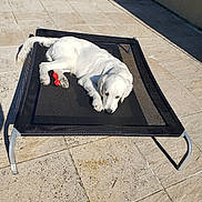 Tonnerre participe au concours pour gagner de l'argent avec cette photo : daytime, dog, fluffy, furniture, garden, lounge_bed, lying_down, outdoor, patio, paved_surface, pet, portrait, puppy, red_toy, relaxed, shadow, sleeping, sunlight, white_dog, wicker_furniture