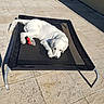 daytime, dog, fluffy, furniture, garden, lounge_bed, lying_down, outdoor, patio, paved_surface, pet, portrait, puppy, red_toy, relaxed, shadow, sleeping, sunlight, white_dog, wicker_furniture