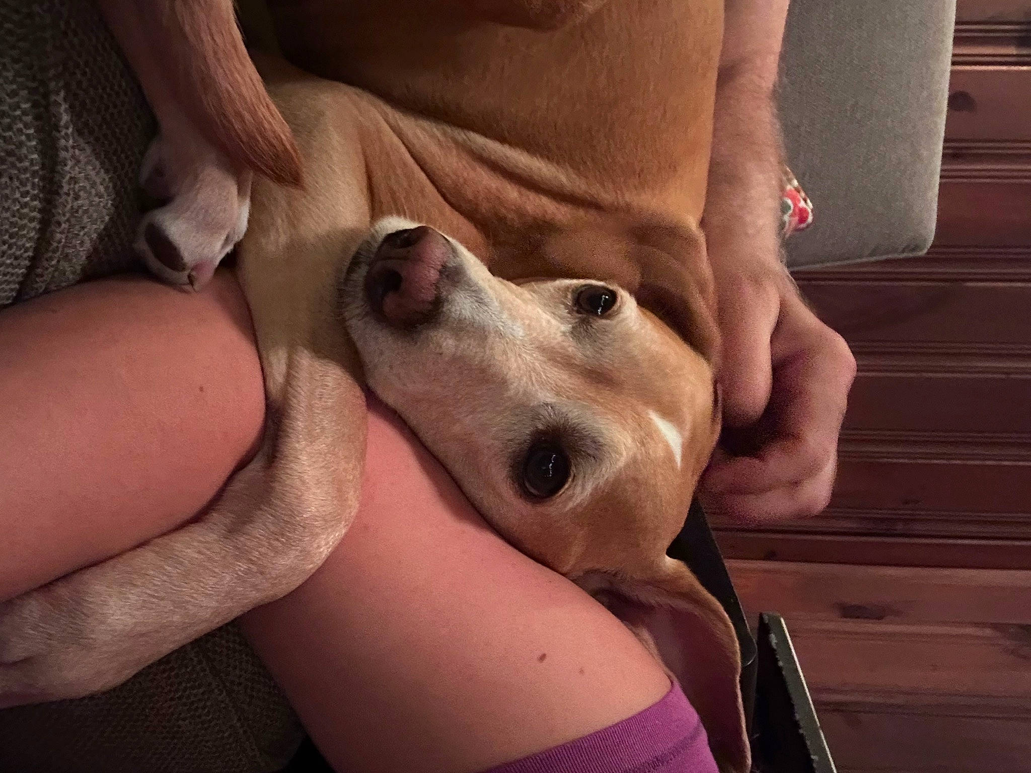 Java joined the competition — help win amazing prizes! carnivore, comfort, companion_dog, dog, dog_breed, ear, fawn, finger, flooring, foot, happy, human_leg, knee, nail, snout, thigh, trunk, whiskers, wood, working_animal