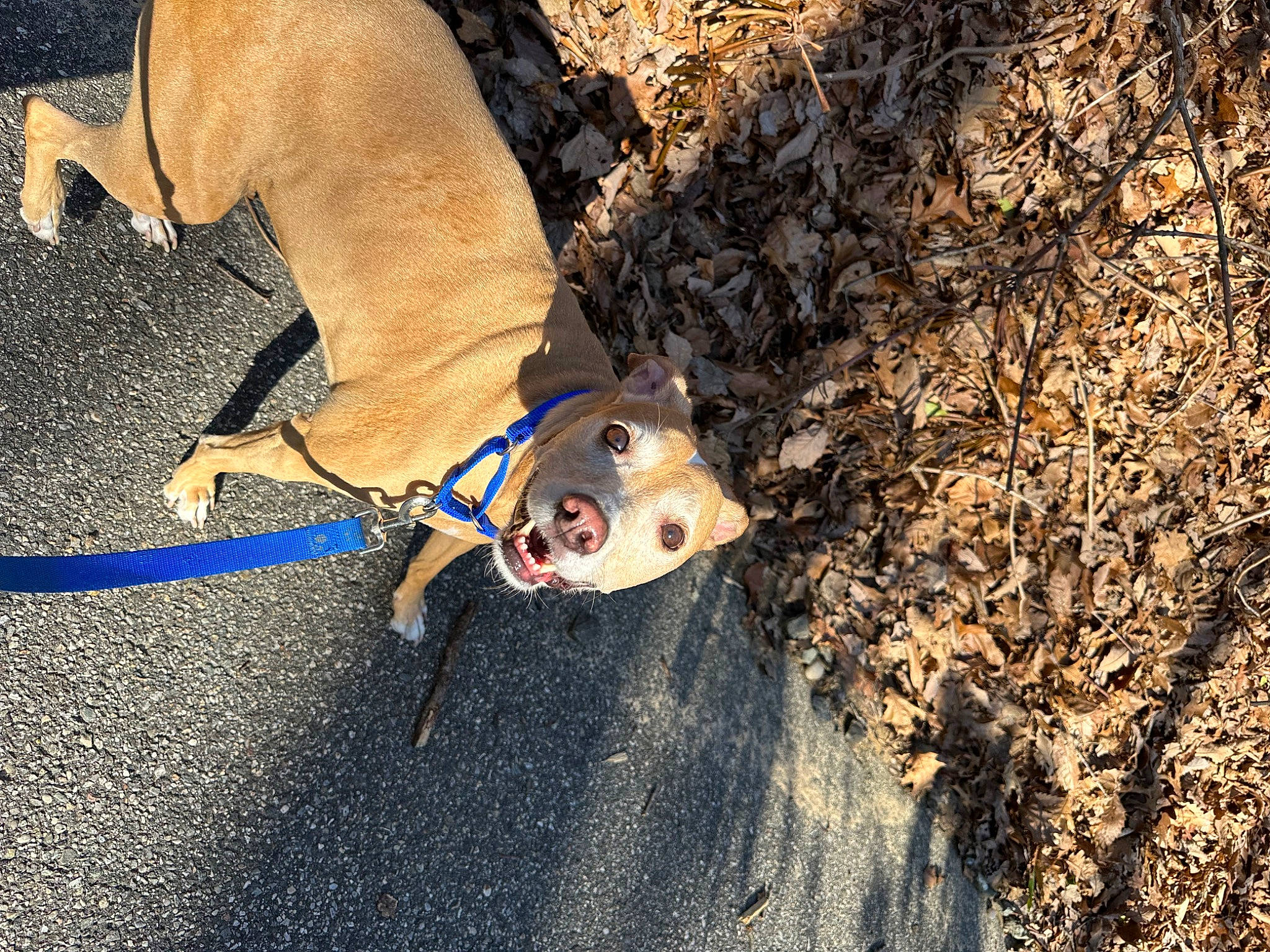 Java joined the competition — help win amazing prizes! asphalt, canidae, carnivore, dog, dog_breed, electric_blue, fawn, grass, landscape, leash, organism, recreation, road_surface, shadow, snout, soil, sporting_group, sunglasses, wood, working_animal