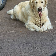 Pippa a rejoint le concours — aidez-le/la à gagner de superbes lots ! animal, canine, car_tire, chewing, dog, domestic_animal, driveway, fur, golden_retriever, leisure, mammal, nature, outdoor, pavement, pet, resting, sidewalk, stick, tongue, vehicle