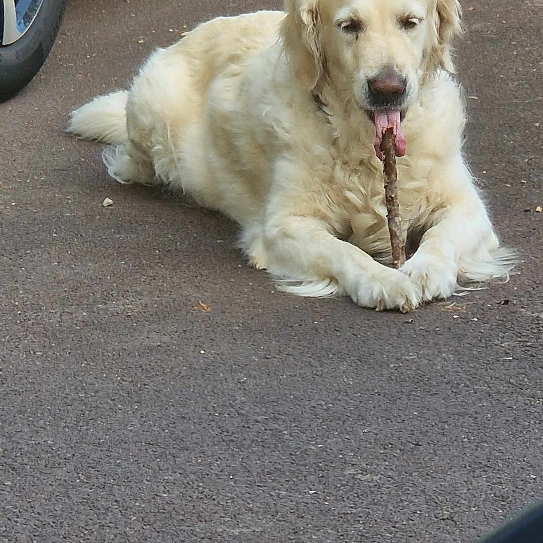 Pippa a rejoint le concours — aidez-le/la à gagner de superbes lots ! animal, canine, car_tire, chewing, dog, domestic_animal, driveway, fur, golden_retriever, leisure, mammal, nature, outdoor, pavement, pet, resting, sidewalk, stick, tongue, vehicle