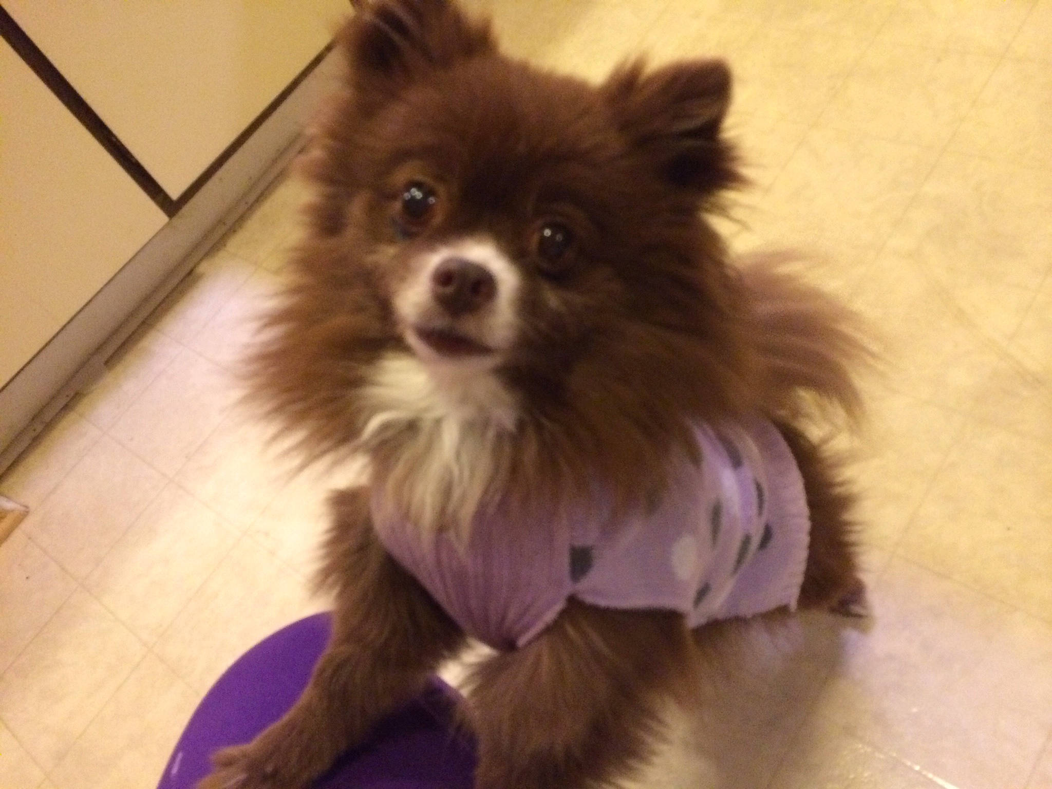 Roxi joined the competition — help win amazing prizes! carnivore, companion_dog, dog, dog_breed, dog_supply, fawn, flooring, fur, german_spitz, german_spitz_klein, german_spitz_mittel, liver, pet_supply, snout, spitz, sporting_group, toy_dog, volpino_italiano, whiskers, working_animal