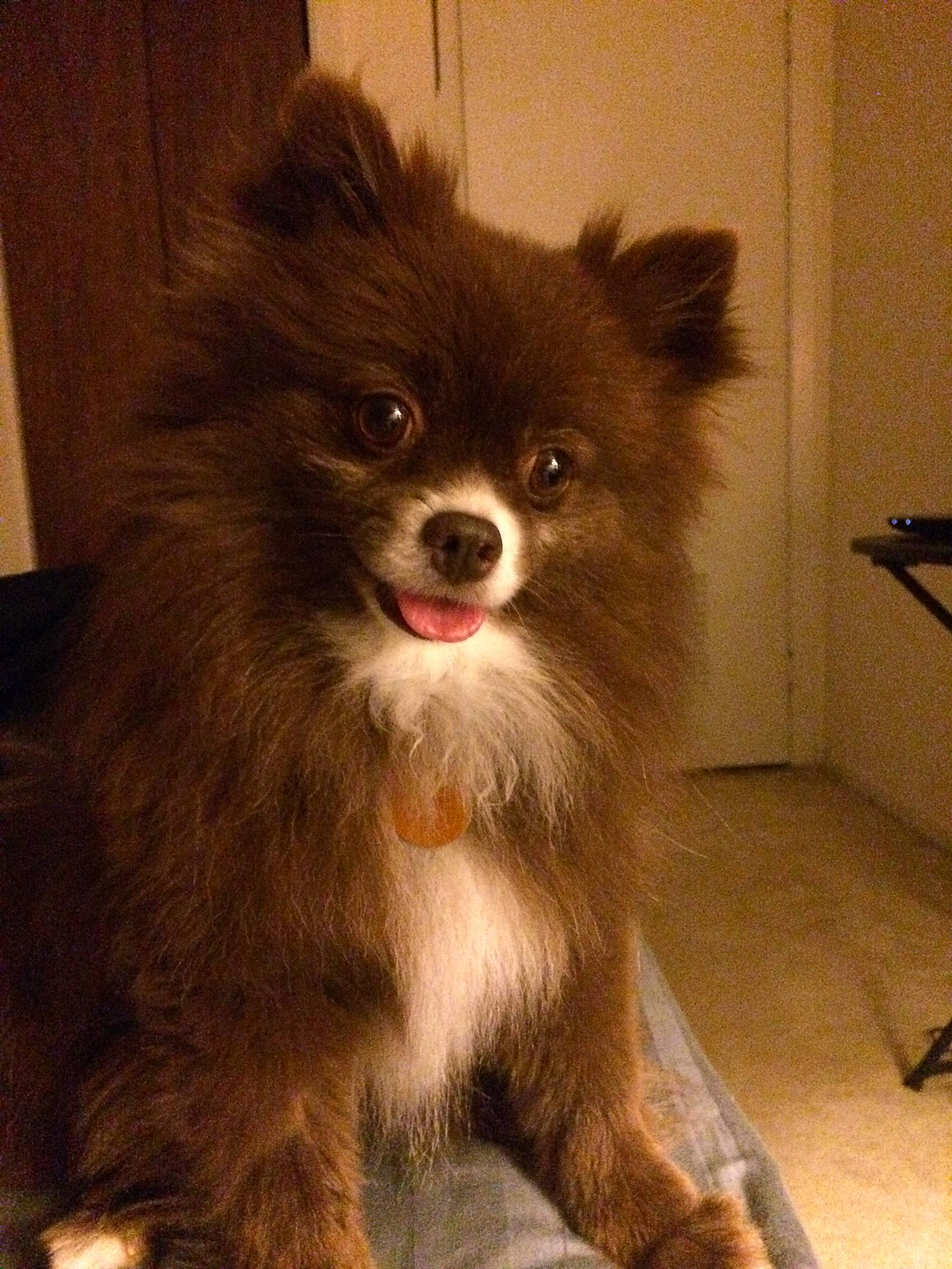 Roxi joined the competition — help win amazing prizes! canidae, carnivore, companion_dog, dog, dog_breed, dog_supply, fawn, fur, german_spitz, german_spitz_klein, german_spitz_mittel, non_sporting_group, snout, spitz, sporting_group, terrestrial_animal, toy_dog, volpino_italiano, whiskers, working_animal