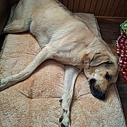 Banjo is registered to the contest to win money with this photo: dog, sleeping_dog, dog_bed, bed, paw, fur, wood_paneling, electrical_outlet, wood_floor, blanket, cozy, resting, pet, indoor, portrait, muzzle, snout, paw_pads, relaxed, nap