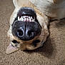 dog, canine, pet, close_up, nose, teeth, whiskers, snout, upside_down, carpet, indoor, fur, beige_fur, black_nose, smile, playful, portrait, lying_down, cute, happy