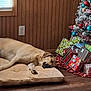 dog, sleeping_dog, dog_bed, christmas_tree, presents, gifts, ornaments, hardwood_floor, wood_paneled_wall, window_blinds, wall_outlet, cozy, holiday_decor, indoor, living_room, pet, naptime, blanket, festive, relaxed