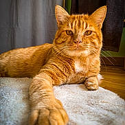 Rio a rejoint le concours — aidez-le/la à gagner de superbes lots ! animal, carpet, cat, closeup, cute, feline, fur, ginger_cat, home, indoor, looking, mammal, orange, paw, pet, portrait, relaxed, resting, soft, whiskers