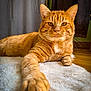 animal, carpet, cat, closeup, cute, feline, fur, ginger_cat, home, indoor, looking, mammal, orange, paw, pet, portrait, relaxed, resting, soft, whiskers