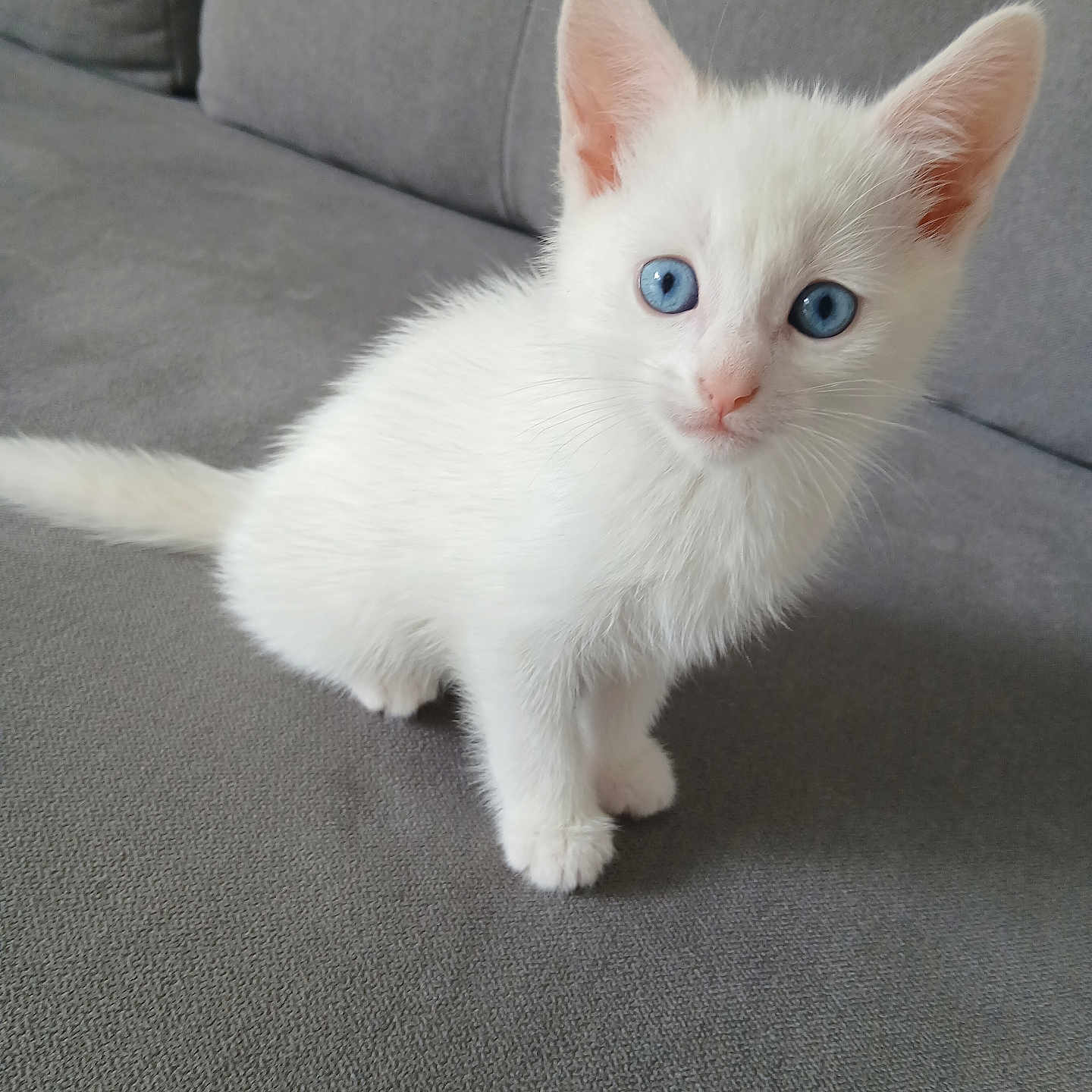 Kiros participe au concours pour gagner de l'argent avec cette photo : animal, blue_eyes, cat, couch, curious, cute, domestic, ears, fur, furniture, indoor, kitten, pet, sitting, small, soft, tail, whiskers, white_fur, young
