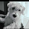 dog, white_dog, shaggy_dog, curly_fur, pet, animal, portrait, closeup, indoors, window, curtain, blanket, couch, sitting, looking_at_camera, black_and_white, monochrome, fluffy, cute, home