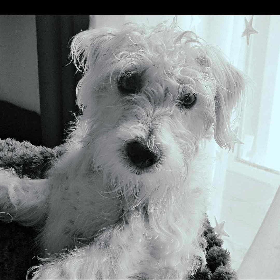 Poppy