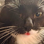 Boots is registered to the contest to win money with this photo: adorable, animal, black_and_white, cat, close_up, closeup, curious, cute, domestic_cat, face, feline, fur, indoor, one_eye_closed, pet, playful, portrait, soft_focus, tongue_out, whiskers