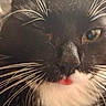 adorable, animal, black_and_white, cat, close_up, closeup, curious, cute, domestic_cat, face, feline, fur, indoor, one_eye_closed, pet, playful, portrait, soft_focus, tongue_out, whiskers