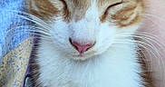 Dolly joined the competition — help win amazing prizes! animal, arm, cat, close_up, cute, ear, feline, fur, ginger_cat, grass, kitten, nose, outdoor, paw, person, pet, shirt, sleeping, whiskers, white_fur
