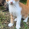 Dolly is registered to the contest to win money with this photo: animal, cat, close_up, curious, cute, daylight, ears, feline, grass, kitten, nature, orange_cat, outdoor, pet, small, tail, walking, whiskers, white_fur, young_cat