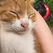Dolly joined the competition — help win amazing prizes! animal, cat, close_up, cute, daylight, domestic_cat, feline, fur, ginger_cat, grass, human_arm, lawnmower, nature, outdoor, pet, pink_nose, relaxed, sleeping, whiskers, white_fur
