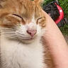 animal, cat, close_up, cute, daylight, domestic_cat, feline, fur, ginger_cat, grass, human_arm, lawnmower, nature, outdoor, pet, pink_nose, relaxed, sleeping, whiskers, white_fur