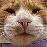 Dolly joined the competition — help win amazing prizes! animal, cat, close_up, daylight, domestic_animal, ears, expression, face, fur, ginger_cat, house, nose, outdoor, person, pet, portrait, purple_collar, whiskers, white_fur, window
