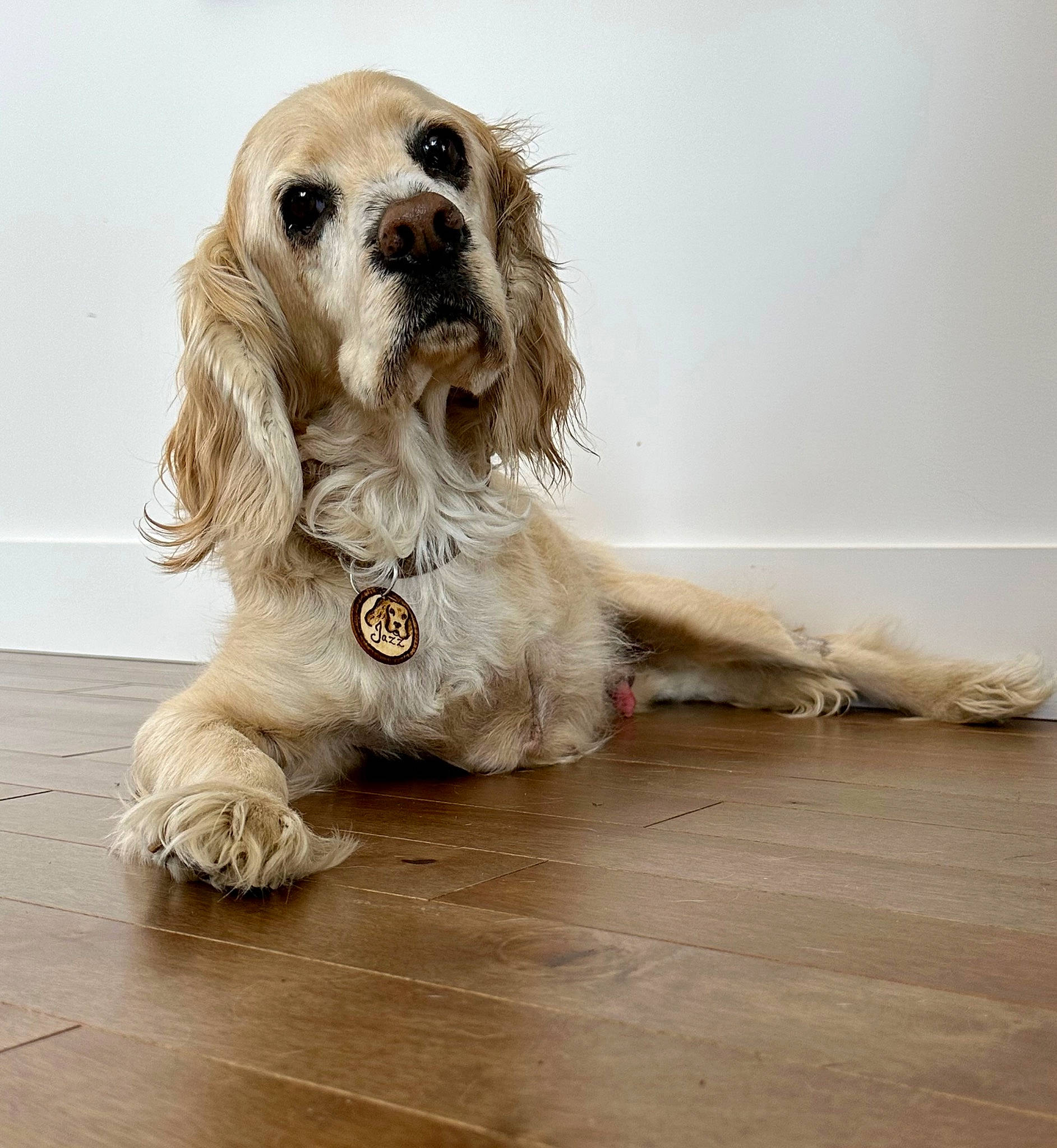 Jazz participe au concours pour gagner de l'argent avec cette photo : canidae, carnivore, companion_dog, dog, dog_breed, flooring, fur, hardwood, laminate_flooring, liver, paw, plank, snout, sporting_group, toy_dog, water_dog, wood, wood_flooring, working_animal