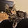 Willow