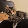 kitten, cat, tabby, calico, fluffy, pet, indoor, curious, wide_eyes, ears, whiskers, furniture, television, dresser, room, warm_lighting, black_surface, animal, cute, domestic