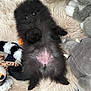 adorable, animal, belly, black_fur, cozy, cute, dog, fluffy, fur, home, indoors, lying_down, pet, playful, puppy, relaxed, soft_rug, stuffed_toys, toy, young
