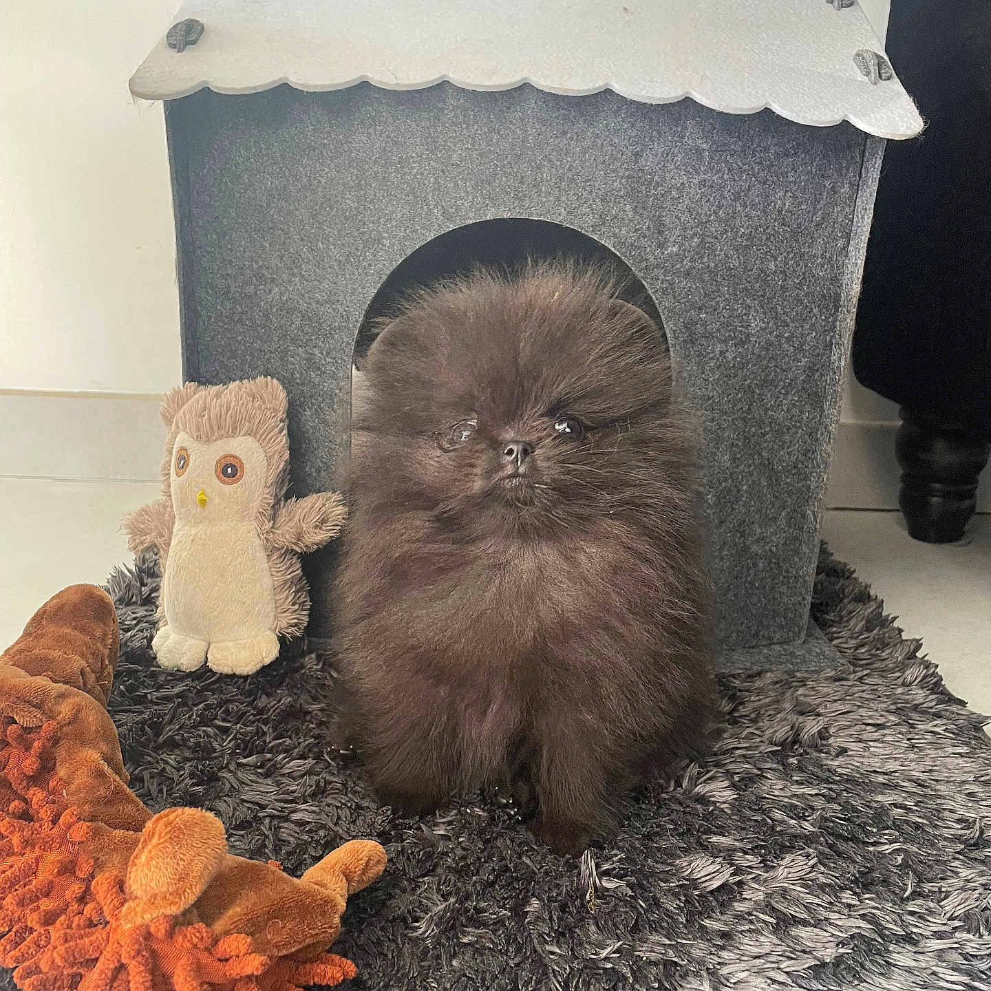 Iris a rejoint le concours — aidez-le/la à gagner de superbes lots ! animal, black_fur, carpet, cute, dog, doghouse, felt, floor, fluffy, furniture_leg, home, indoor, orange_toy, owl_toy, pet, plush_toy, pomeranian, puppy, small, toy