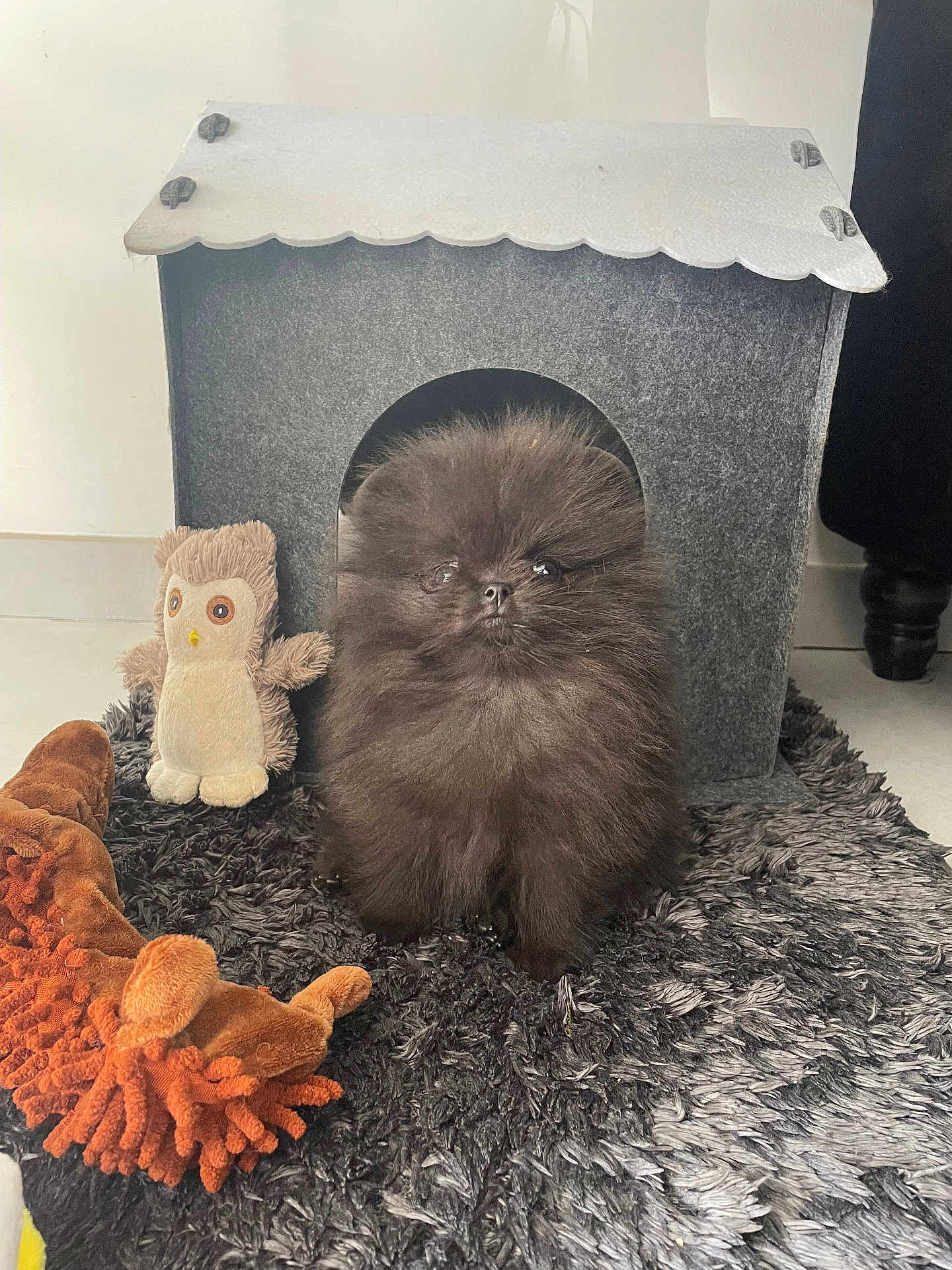 Iris a rejoint le concours — aidez-le/la à gagner de superbes lots ! animal, black_fur, carpet, cute, dog, doghouse, felt, floor, fluffy, furniture_leg, home, indoor, orange_toy, owl_toy, pet, plush_toy, pomeranian, puppy, small, toy