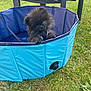 Iris a rejoint le concours — aidez-le/la à gagner de superbes lots ! adorable, animal, backyard, black_fur, blue, chair, cute, dog, fluffy, garden, grass, nature, outdoor, pet, pet_pool, playful, puppy, small_dog, summer, young_dog