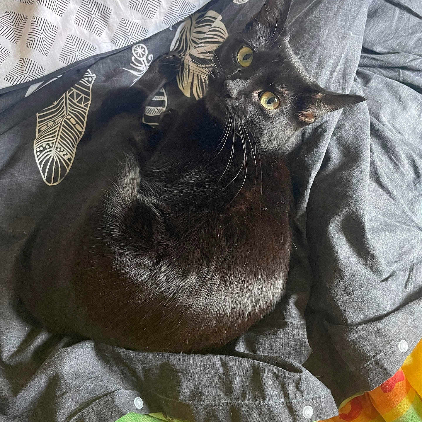 Chipie participe au concours pour gagner de l'argent avec cette photo : animal, bed, black_cat, blanket, cat, colorful, cozy, curious, cute, domestic_animal, feline, fur, indoor, looking_up, pattern, pet, relaxed, resting, sleepy, whiskers