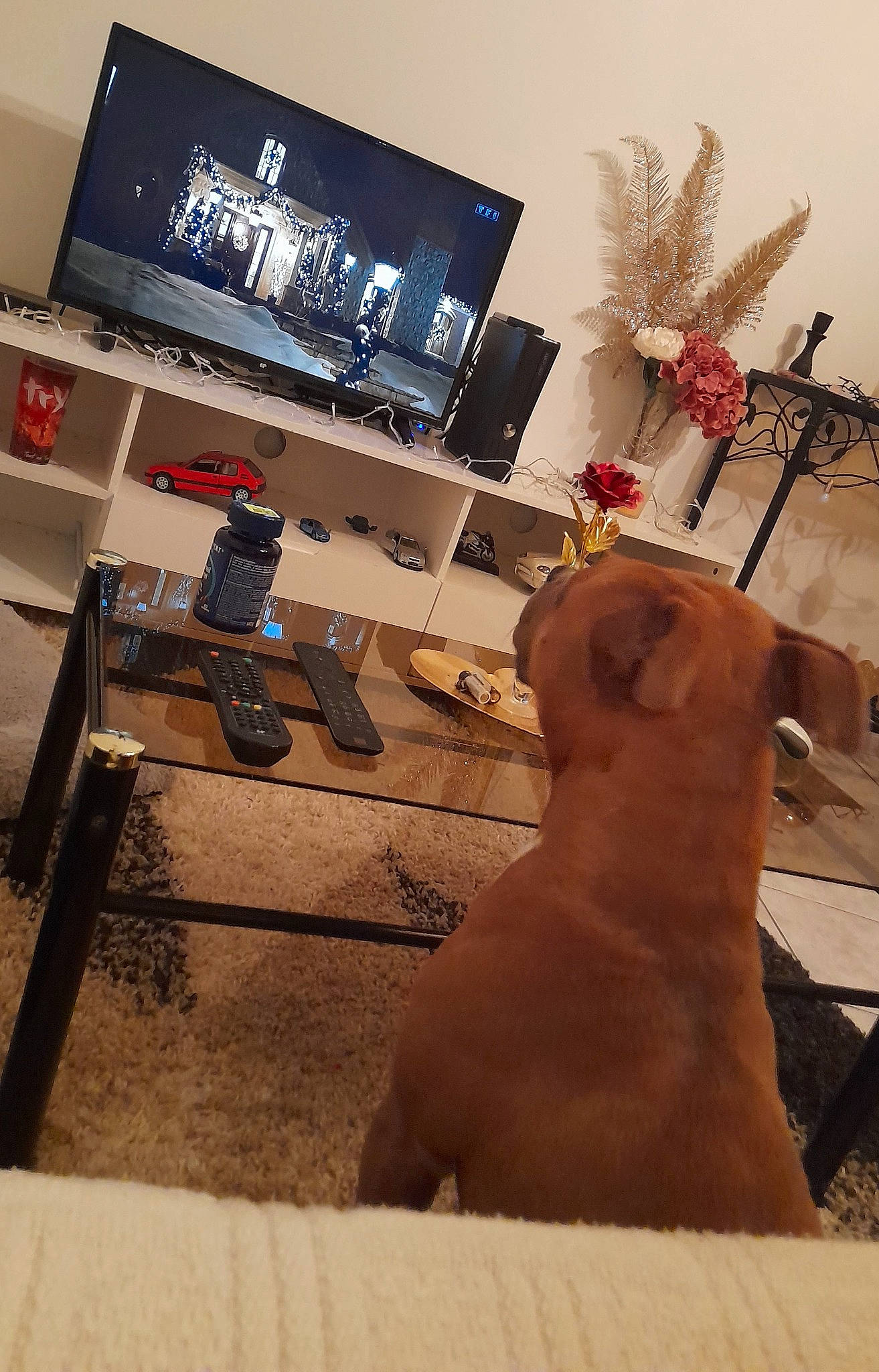 Channel participe au concours pour gagner de l'argent avec cette photo : art, barechested, carnivore, companion_dog, display_device, dog, dog_breed, fawn, flat_panel_display, flooring, fur, home_appliance, led_backlit_lcd_display, output_device, room, sporting_group, stuffed_toy, television, television_set, wood