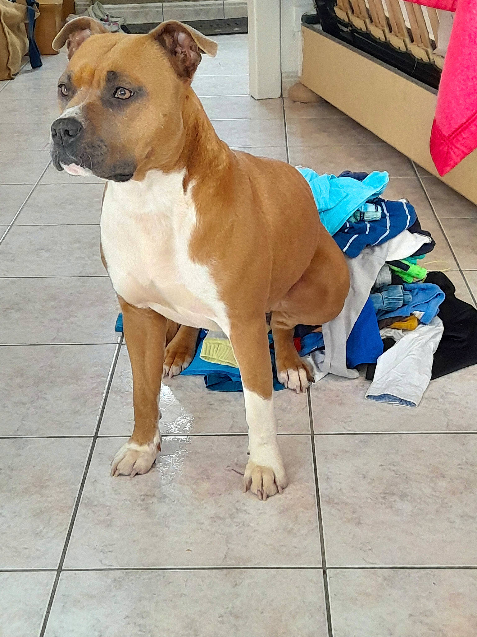 Channel participe au concours pour gagner de l'argent avec cette photo : canidae, carnivore, collar, companion_dog, dog, dog_breed, dog_collar, dog_supply, fawn, floor, flooring, non_sporting_group, paw, pet_supply, snout, sporting_group, tail, whiskers, working_animal, wrinkle