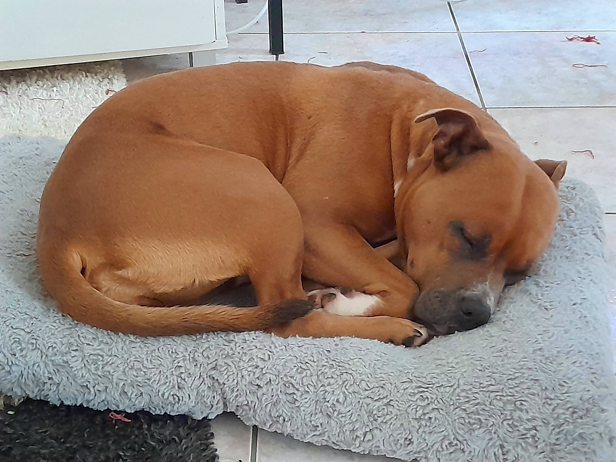 Channel participe au concours pour gagner de l'argent avec cette photo : canidae, carnivore, collar, comfort, companion_dog, dog, dog_breed, dog_supply, fawn, flooring, nap, non_sporting_group, paw, snout, sporting_group, tail, working_animal