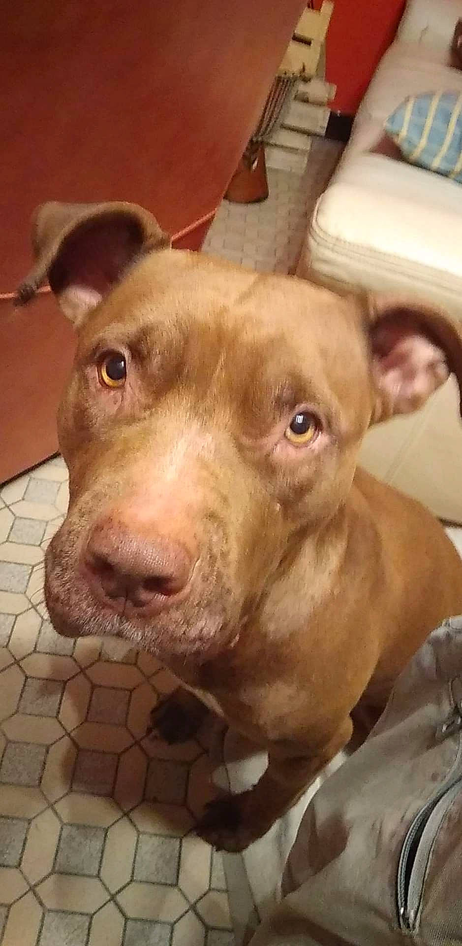 Mirabelle participe au concours pour gagner de l'argent avec cette photo : canidae, carnivore, companion_dog, dog, dog_breed, ear, eye, fawn, flesh, fur, head, jaw, liver, non_sporting_group, pet_supply, snout, sporting_group, terrestrial_animal, whiskers, working_animal