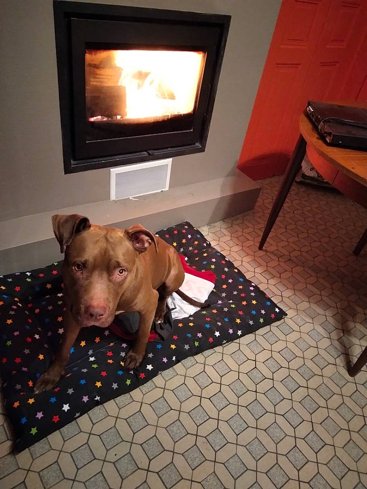 Mirabelle a rejoint le concours — aidez-le/la à gagner de superbes lots ! carnivore, comfort, companion_dog, dog, dog_breed, dog_supply, fawn, fireplace, floor, flooring, gas, hardwood, hearth, living_room, snout, table, tints_and_shades, wood, wood_burning_stove, working_animal