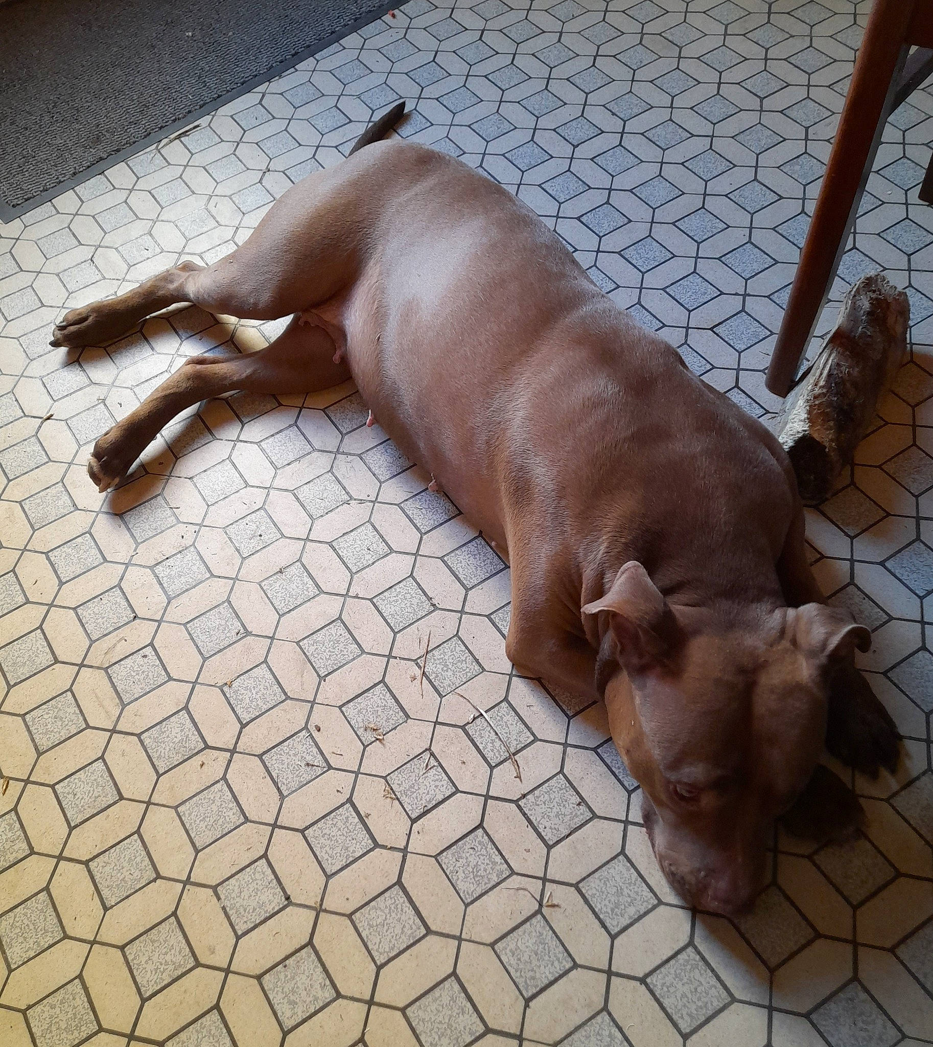 Mirabelle participe au concours pour gagner de l'argent avec cette photo : art, canidae, dog_breed, fawn, flooring, human_leg, liver, metal, road_surface, snout, sporting_group, tail, terrestrial_animal, wildlife, working_animal