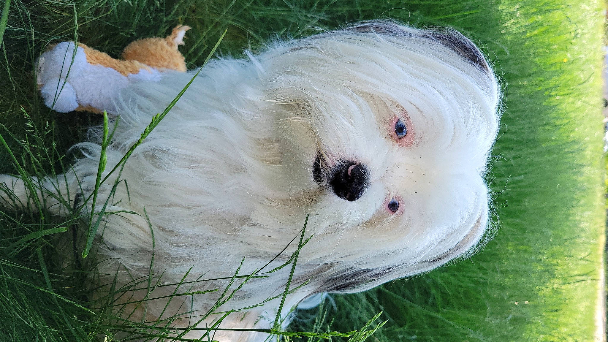 Skyler Blue is registered to the contest to win money with this photo: carnivore, cat, cockatoo, companion_dog, dog, dog_breed, fawn, fur, grass, non_sporting_group, parrot, plant, small_terrier, sporting_group, toy, toy_dog, tree