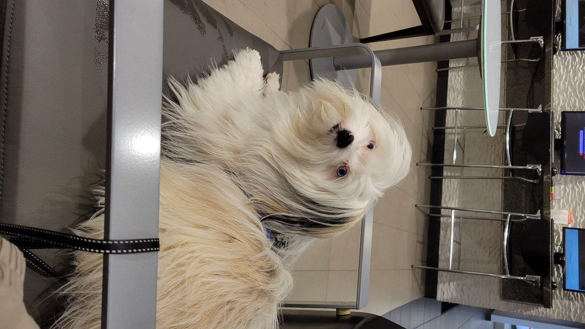 Skyler Blue joined the competition — help win amazing prizes! canidae, carnivore, companion_dog, dog, dog_breed, event, fawn, felidae, fur, pet_supply, plant, small_terrier, snout, sporting_group, tail, toy, toy_dog, whiskers, wood, working_animal