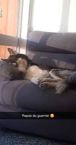 Lazio a rejoint le concours — aidez-le/la à gagner de superbes lots ! canidae, carnivore, cloud, comfort, companion_dog, couch, dog, dog_breed, felidae, fur, hardwood, nap, room, sleep, small_to_medium_sized_cats, sporting_group, tail, terrestrial_animal, whiskers, window