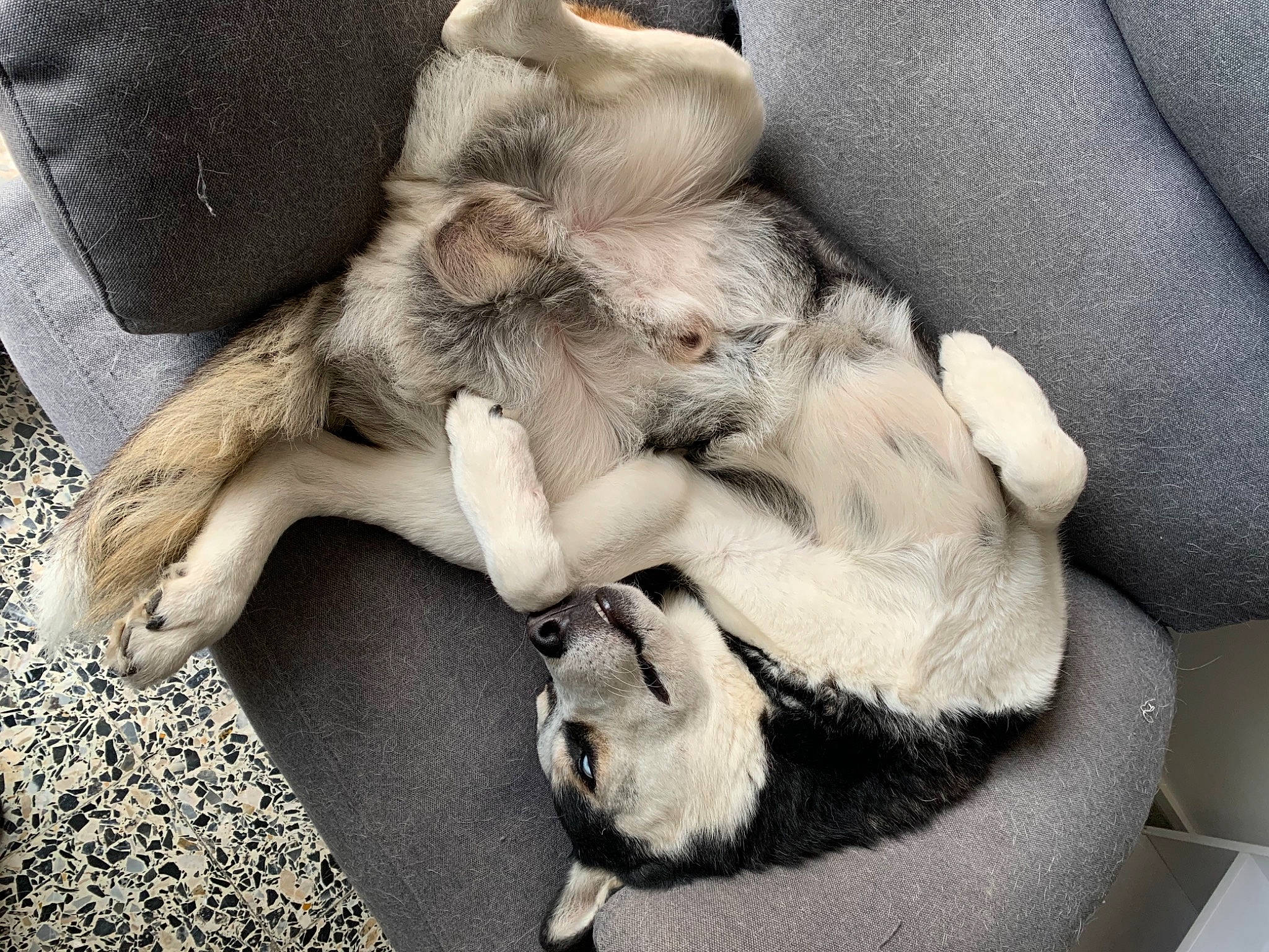 Lazio a rejoint le concours — aidez-le/la à gagner de superbes lots ! canidae, carnivore, claw, comfort, companion_dog, dog, dog_breed, fawn, felidae, fur, grey, nap, paw, puppy_love, small_to_medium_sized_cats, snout, sporting_group, street_dog, tail, whiskers