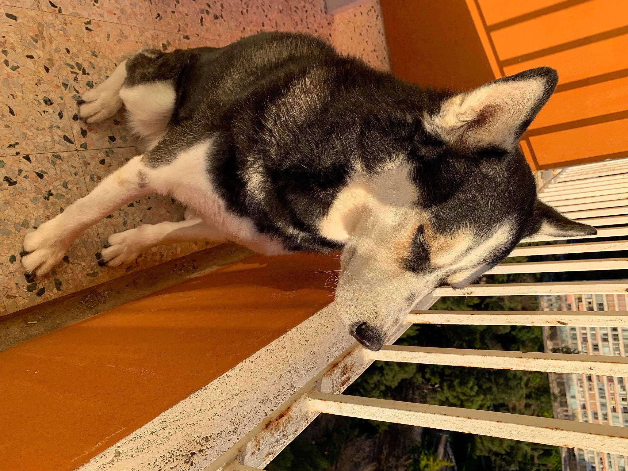 Lazio participe au concours pour gagner de l'argent avec cette photo : canidae, carnivore, dog, dog_breed, fawn, felidae, flooring, foot, fur, jaw, non_sporting_group, small_to_medium_sized_cats, snout, sporting_group, tail, terrestrial_animal, whiskers, wood, working_animal, working_dog