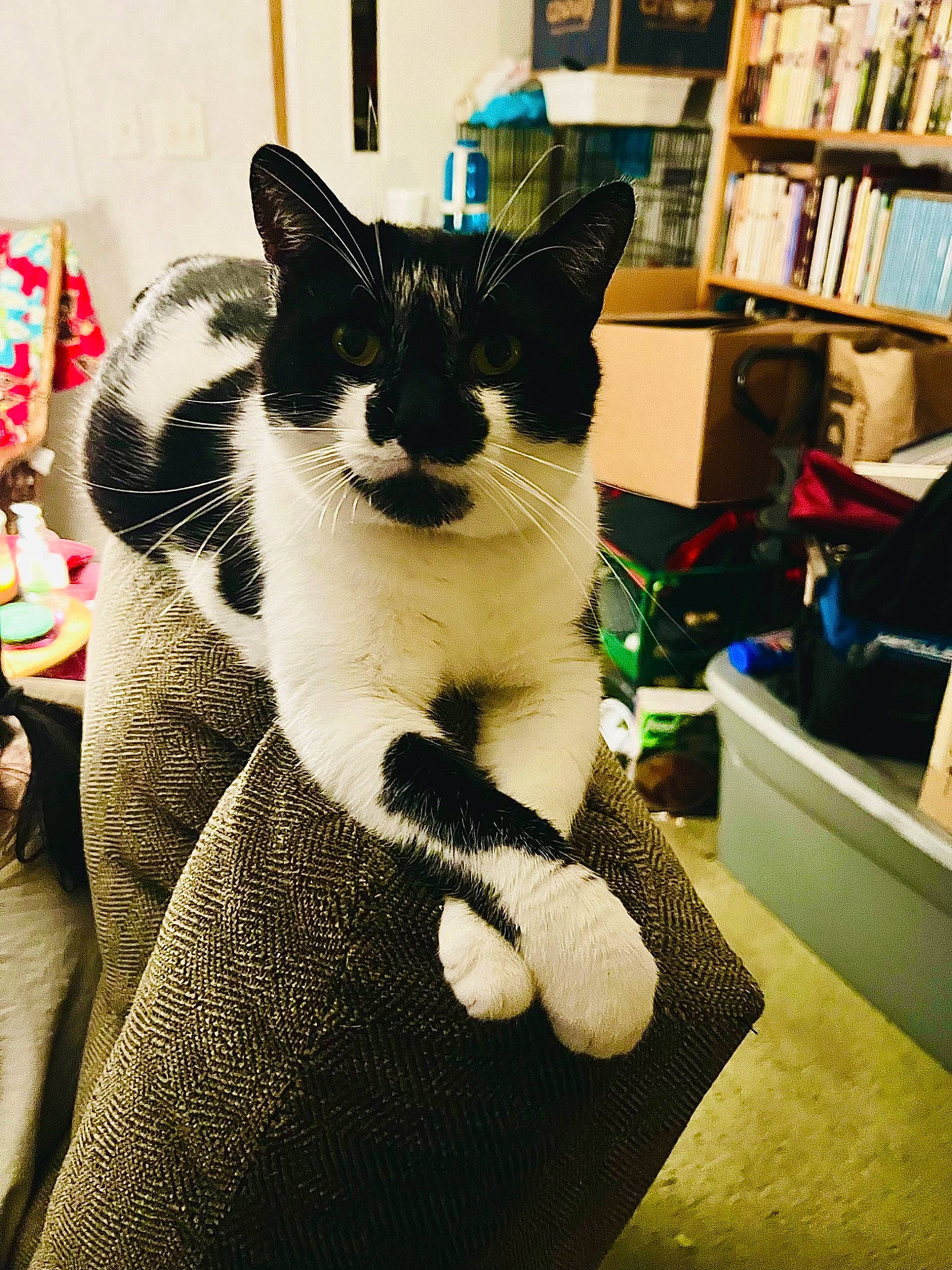 Frankie joined the competition — help win amazing prizes! bookcase, carnivore, cat, comfort, domestic_short_haired_cat, felidae, fur, input_device, linens, pattern, paw, peripheral, publication, shelf, shelving, small_to_medium_sized_cats, snout, tail, whiskers