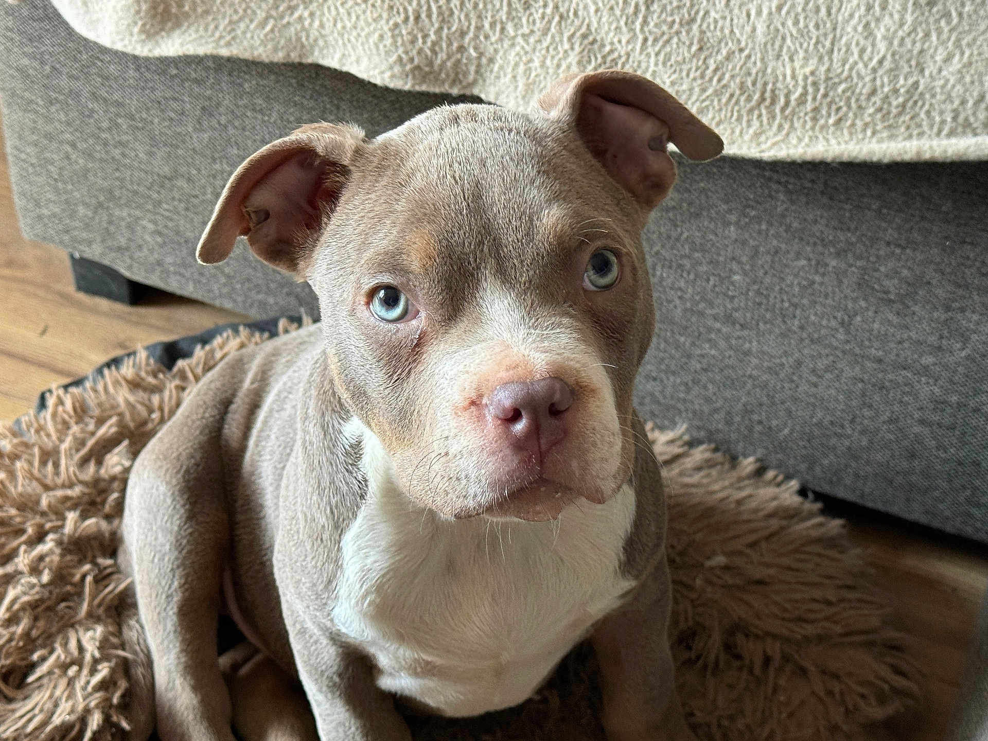 Uska participe au concours pour gagner de l'argent avec cette photo : puppy, dog, blue_eyes, cute, pet, indoor, fur, sitting, looking, brown, white, face, ears, snout, floor, rug, couch, home, domestic_animal, animal