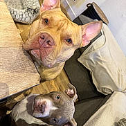 Uska participe au concours pour gagner de l'argent avec cette photo : dog, pets, indoor, brown_dog, gray_dog, wooden_table, couch, blanket, pet_bed, floor, looking_up, curious, ears_up, close_up, cozy, home, furniture, canine, companions, domestic