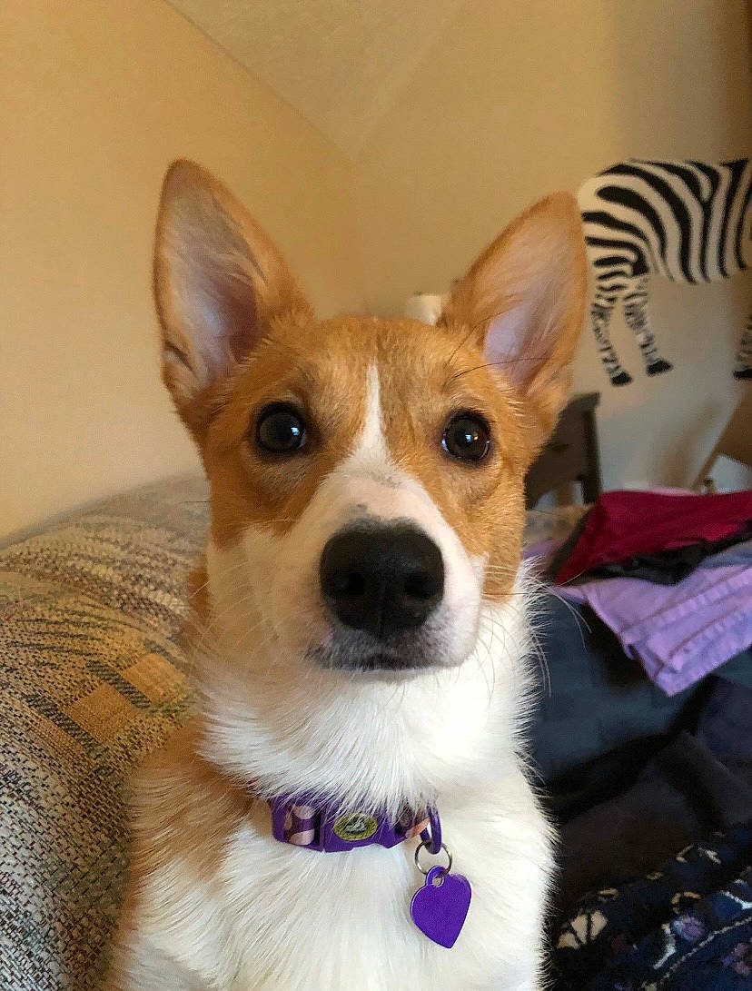 Daisy joined the competition — help win amazing prizes! ancient_dog_breeds, canidae, carnivore, collar, companion_dog, dog, dog_breed, dog_collar, fawn, fur, non_sporting_group, snout, sporting_group, whiskers, working_animal
