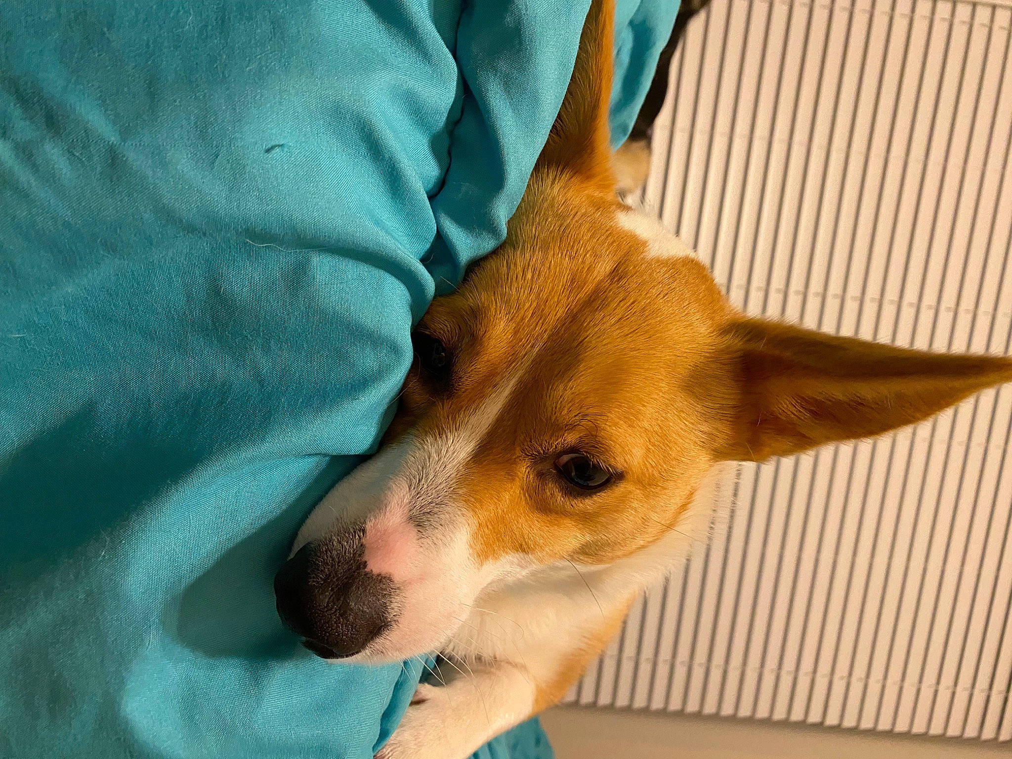 Daisy joined the competition — help win amazing prizes! canidae, carnivore, comfort, companion_dog, dog, dog_breed, dog_supply, fawn, fur, irishjacks, paw, snout, sporting_group, terrestrial_animal, terrier, toy_dog, whiskers, working_animal